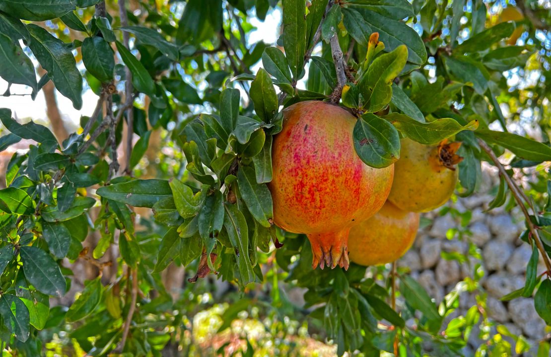 Traditionelles Finca-Projekt auf Mallorca, Maria de la Salut.