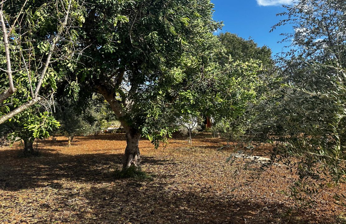 Finca bei Pollensa zu verkaufen