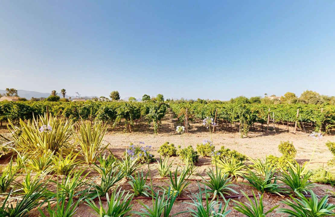 Luxury country house with its own vineyard for sale in Alcudia