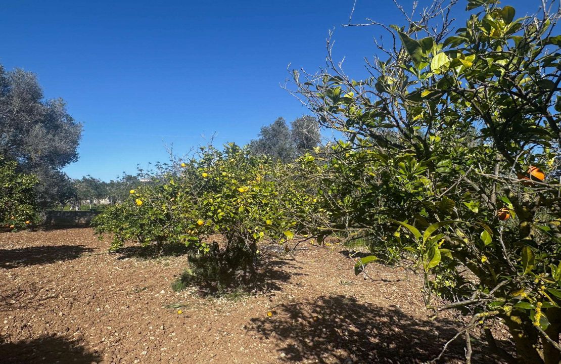 Charming Finca with Pool just 5 Minutes Drive to Pollensa