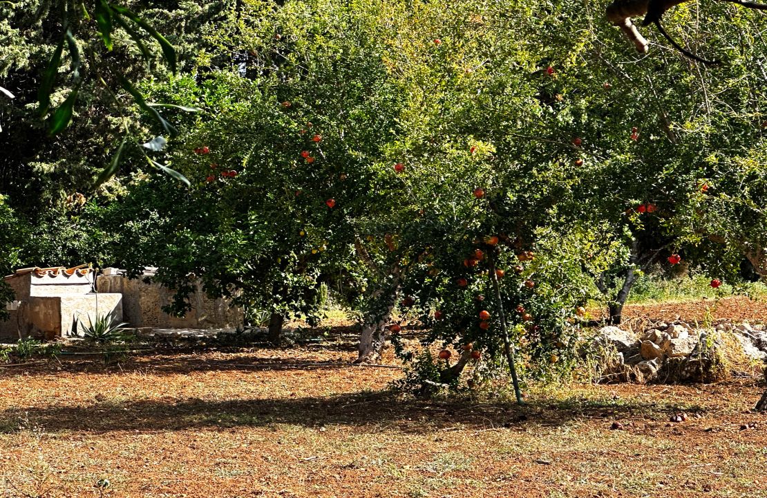 Finca bei Pollensa zu verkaufen