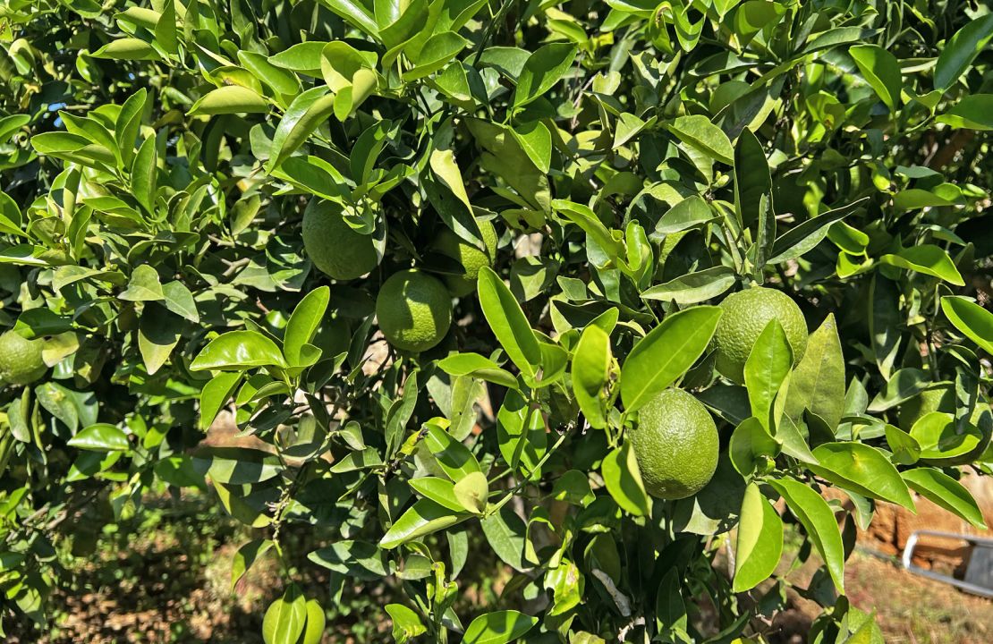 Traditionelles Finca-Projekt auf Mallorca, Maria de la Salut.