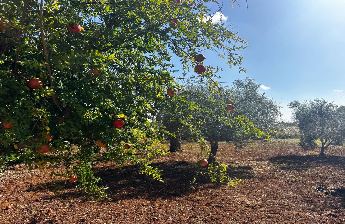 Finca bei Pollensa zu verkaufen