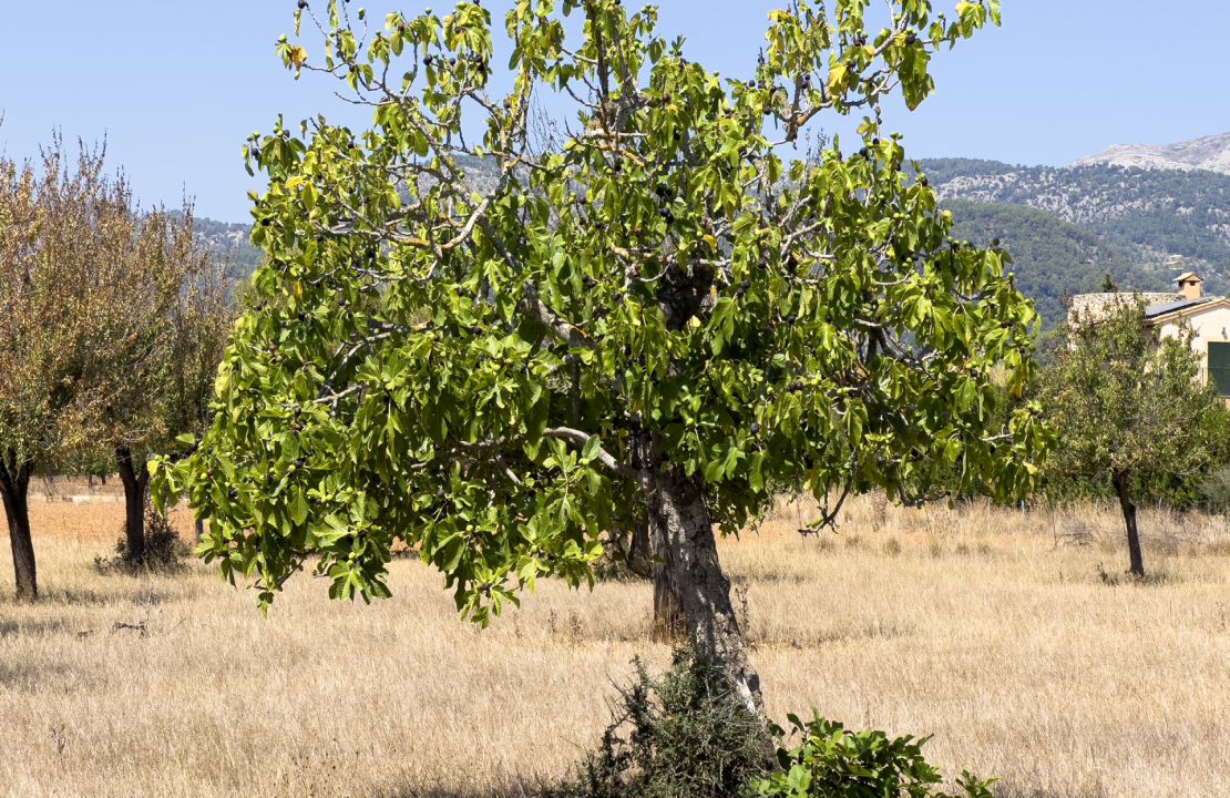 Terreno edificable en el campo de Campanet en venta con licencia en vigor para empezar el proyecto