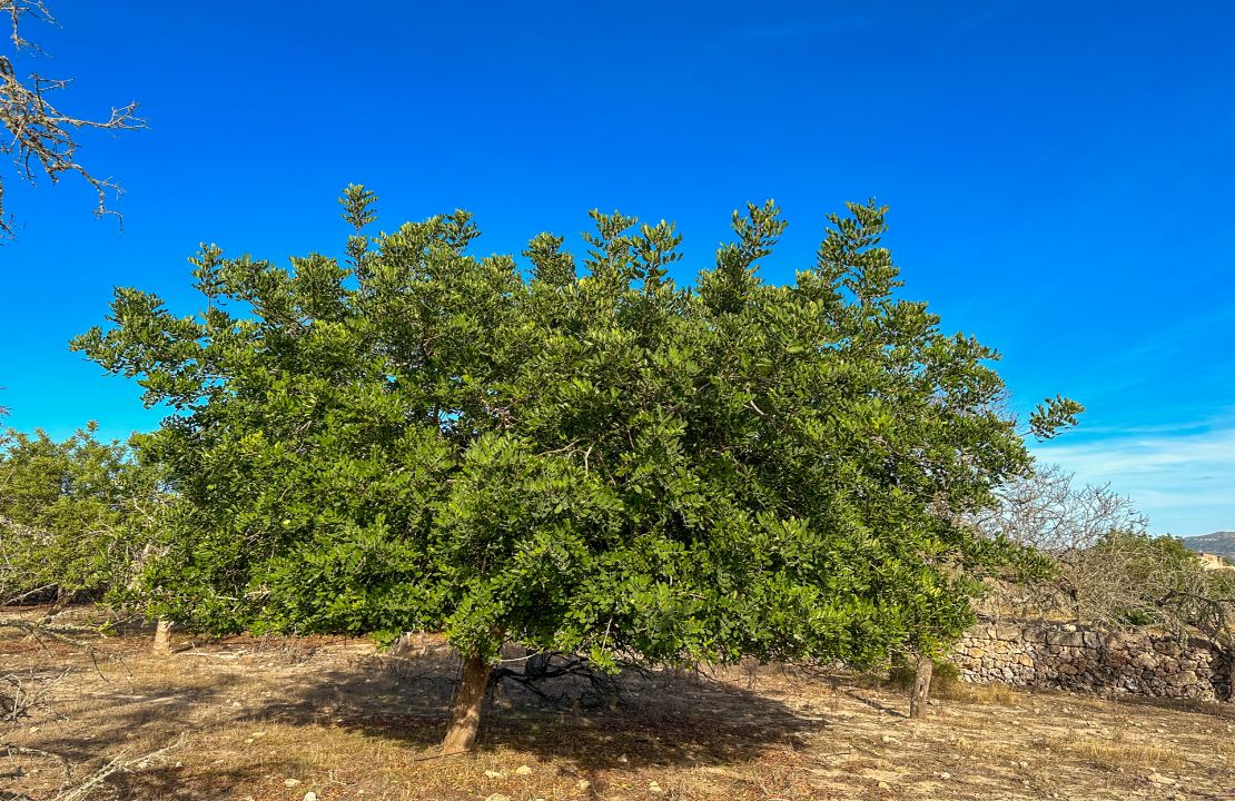 Terreno en venta en Santa Margalida, Mallorca