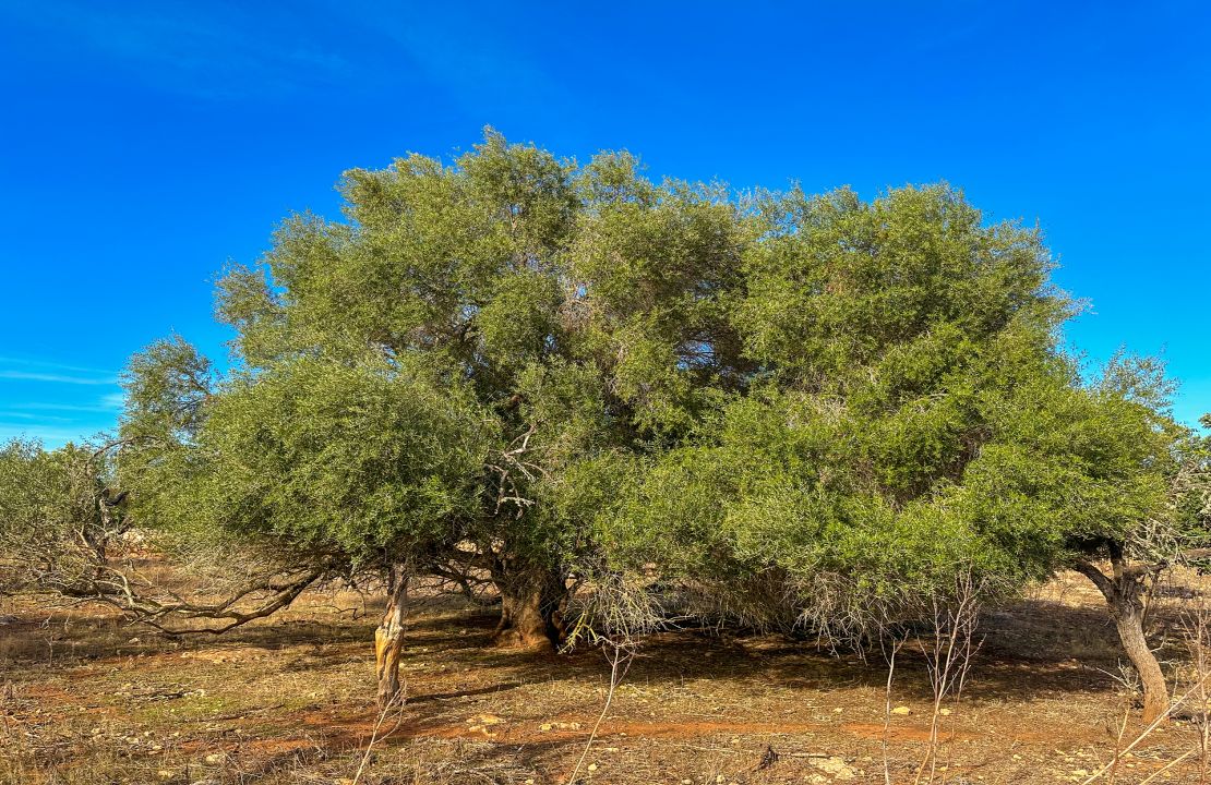 Terreno en venta en Santa Margalida, Mallorca