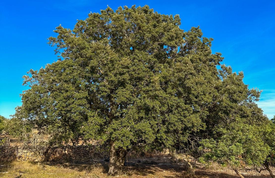 Terreno en venta en Santa Margalida, Mallorca