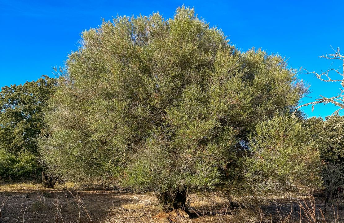 Grundstück zum Verkauf in Santa Margalida, Mallorca