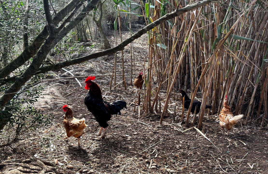 Finca bei Pollensa zu verkaufen