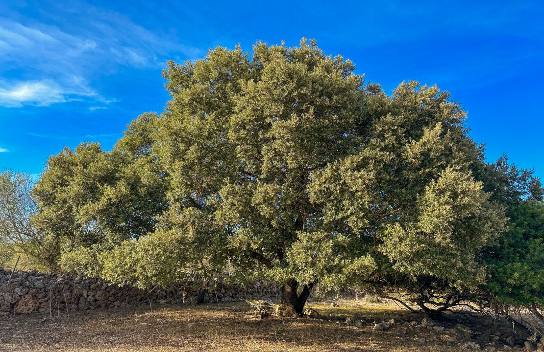 Land for sale in Santa Margalida, Mallorca